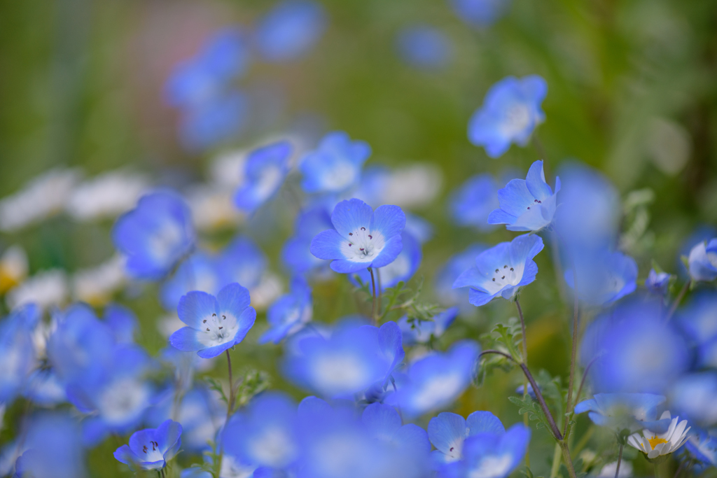 コロナ下の公園の花たち２