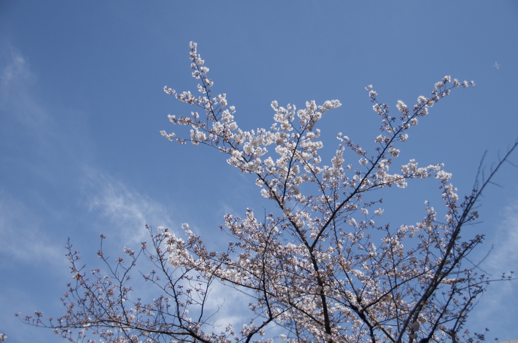 石神井川の桜