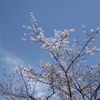 石神井川の桜