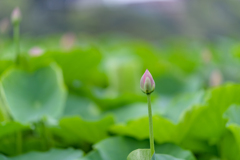 コロナ下の公園の花たち１０