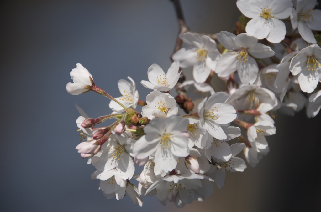 石神井川の桜