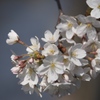 石神井川の桜