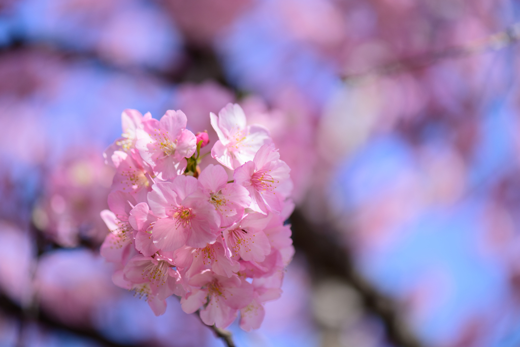 千葉公園の河津桜３