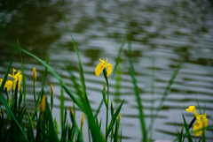 池畔の黄菖蒲