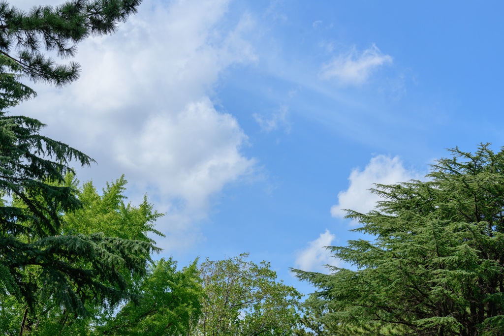 空見れば. . 秋４