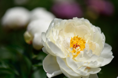 白の芍薬１