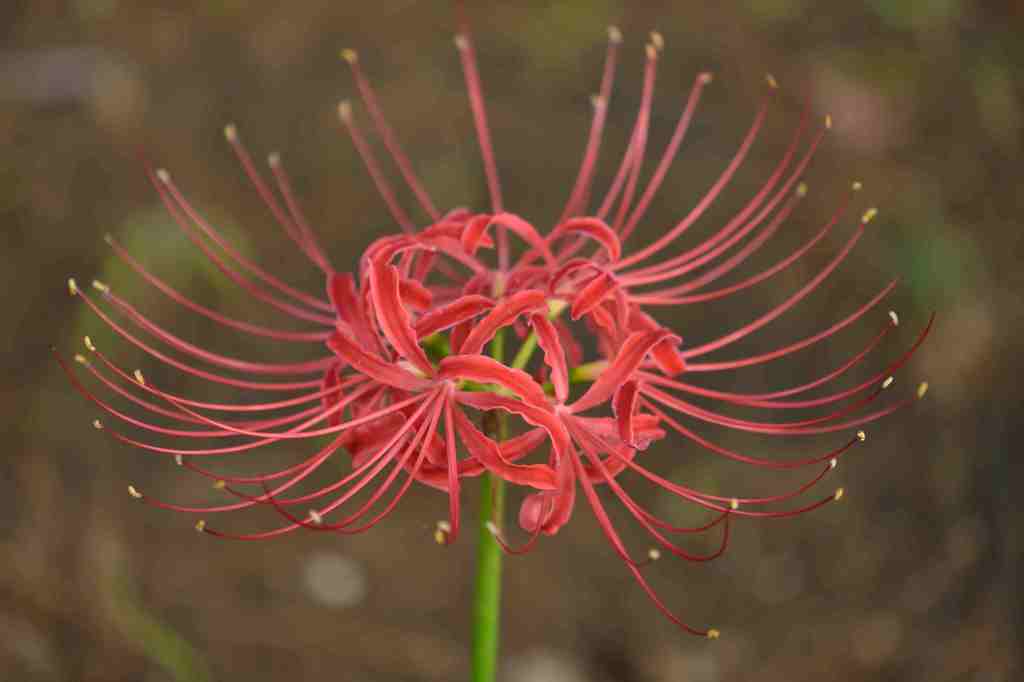 彼岸花盛りの千葉公園４