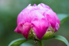 赤芍薬の花