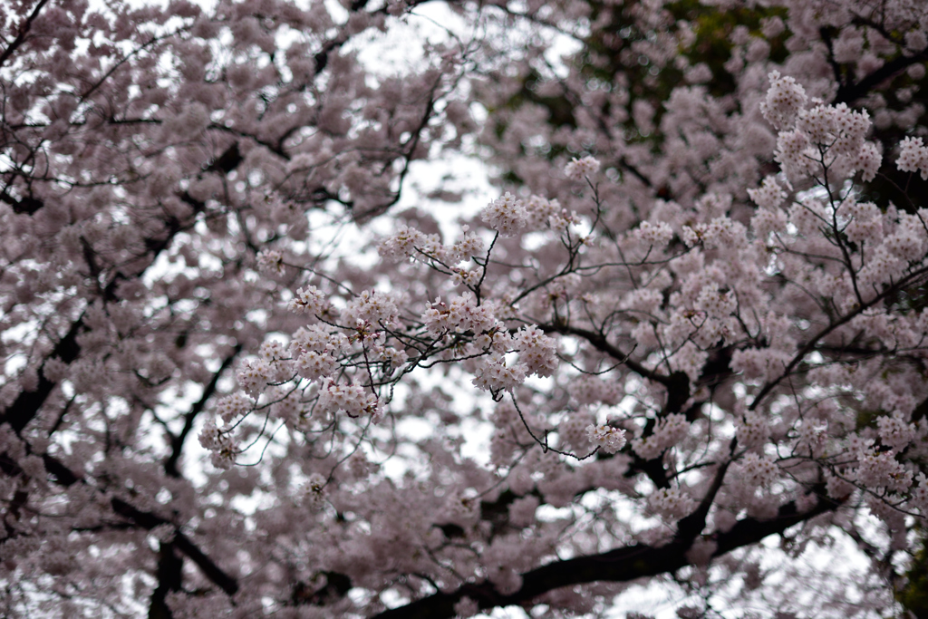 靖国神社の桜４