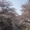 石神井川の桜