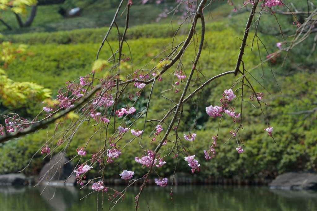 庭園の桜３