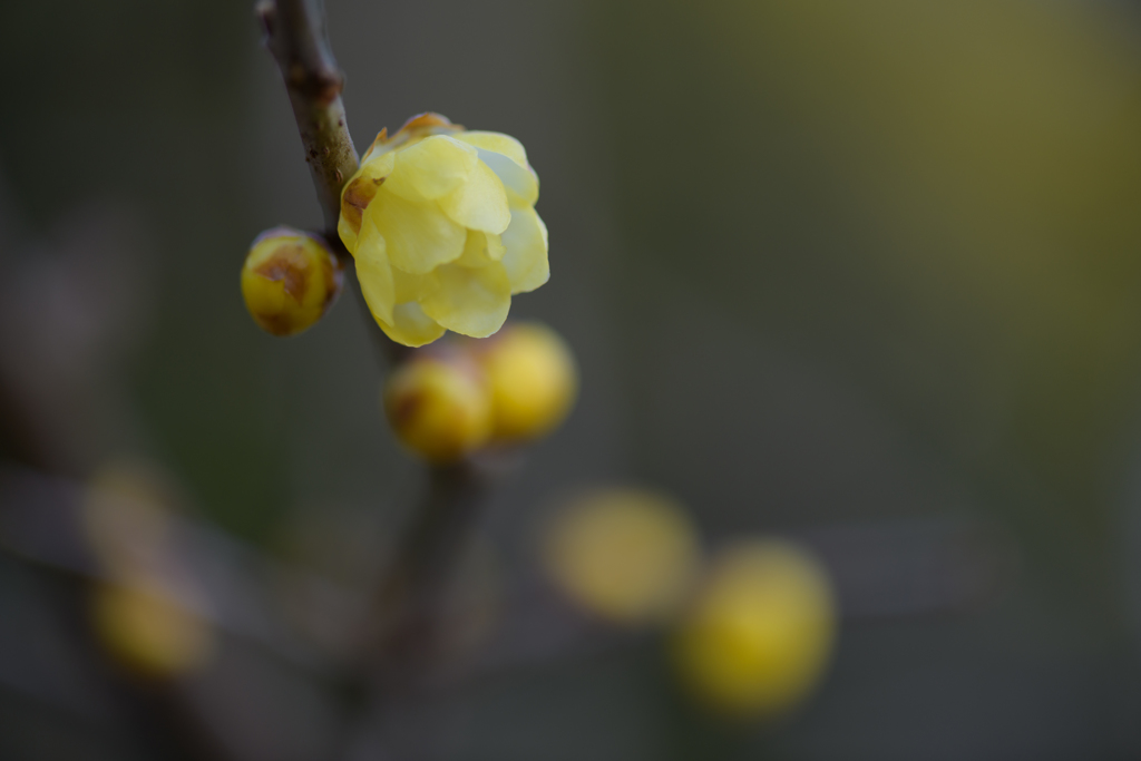 真冬を暖かくする花６