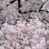 新宿御苑の桜４