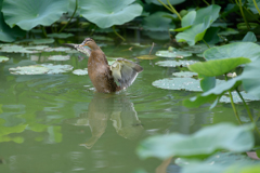 ハス池のカモ２