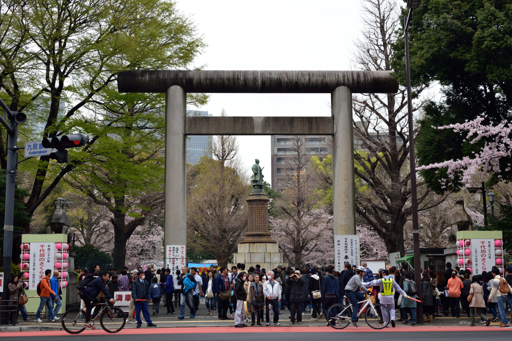 靖国神社の桜６
