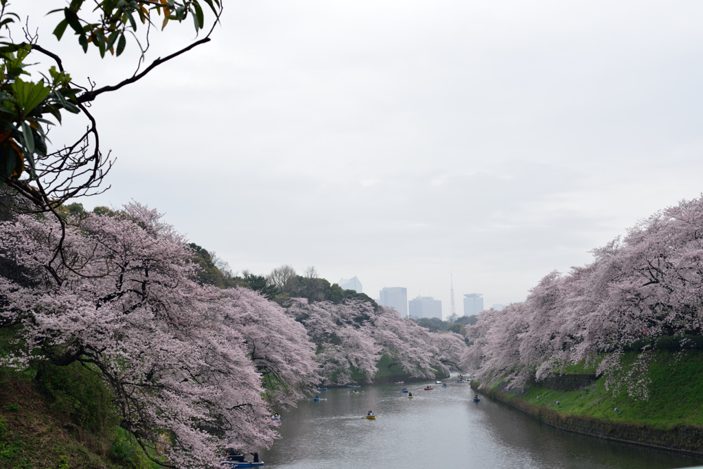 曇り空の桜１