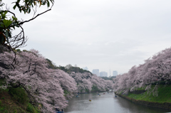 曇り空の桜１