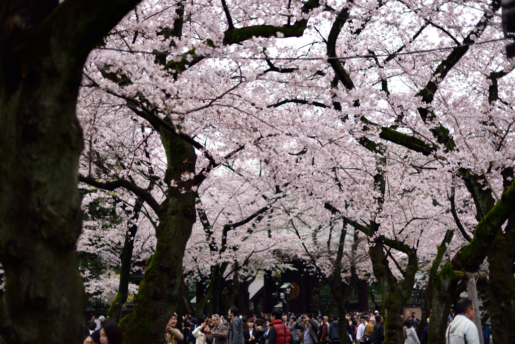 靖国神社の桜１