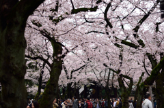 靖国神社の桜１