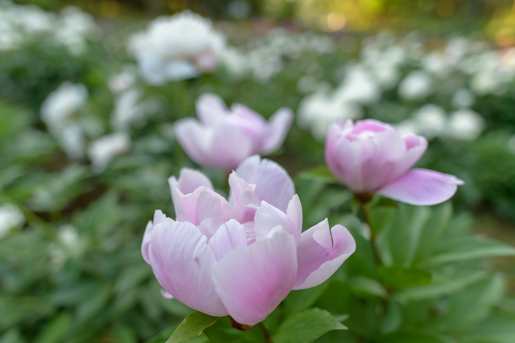 華のある花２