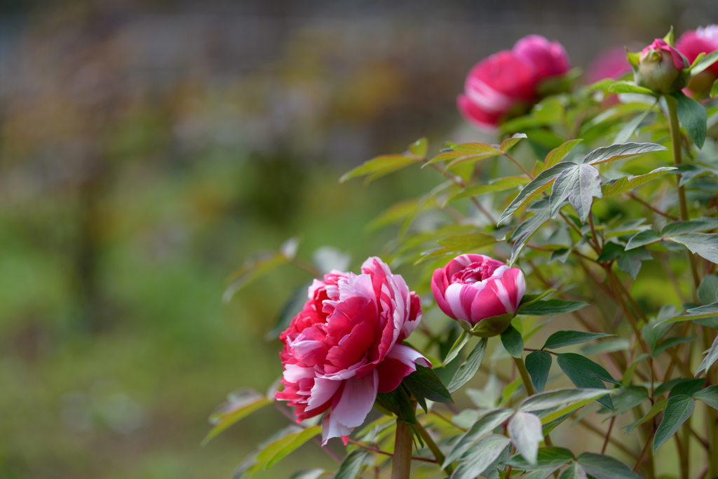春色の公園３