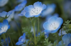 笑顔の花