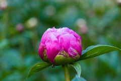 赤芍薬の開花