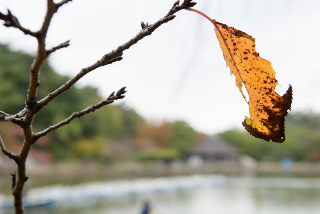 晩秋の公園５