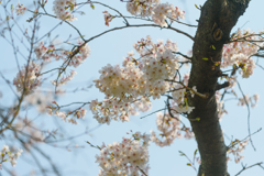 庭園の桜５