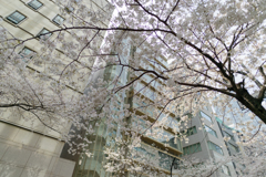日本橋さくら通り６