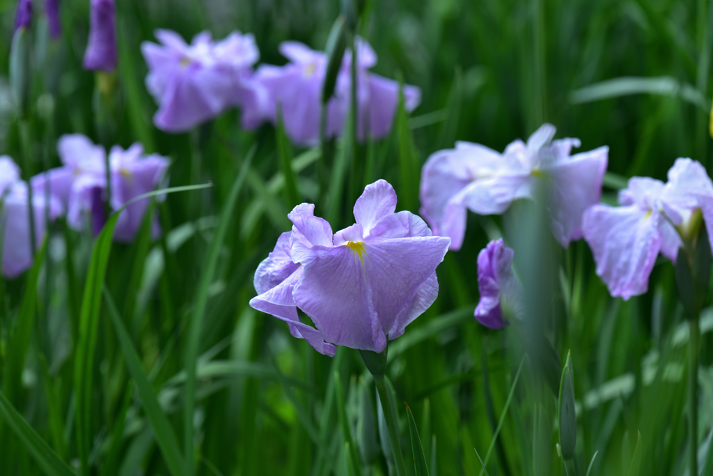 むらさき花菖蒲１
