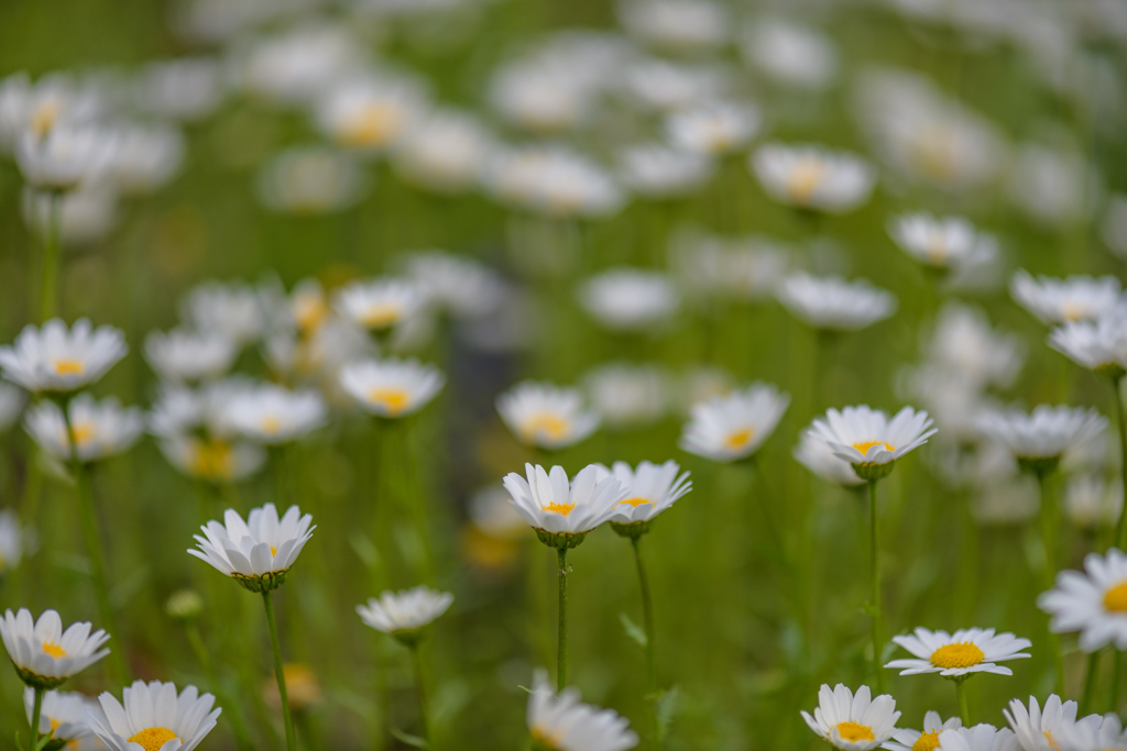 コロナ下の公園の花たち３