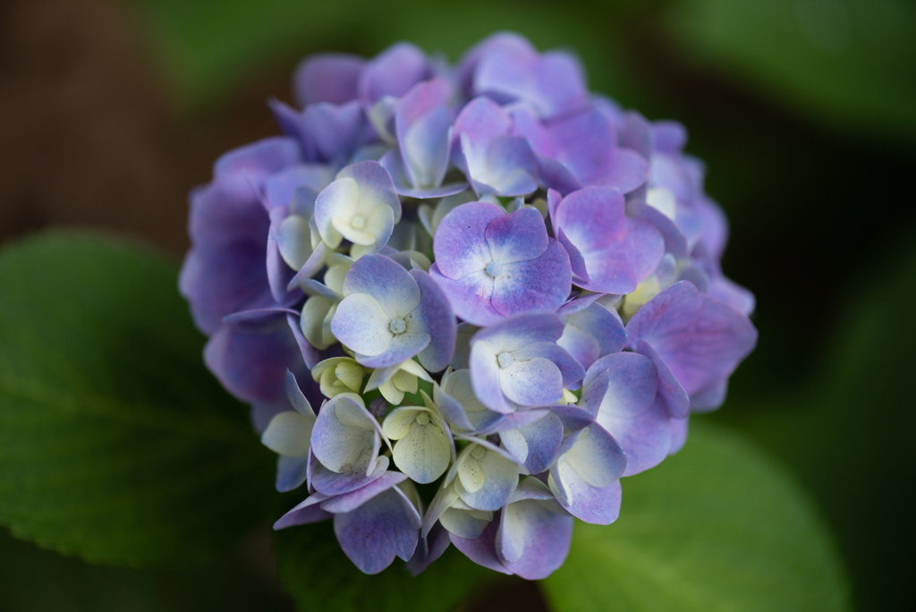 紫陽花いろいろ２