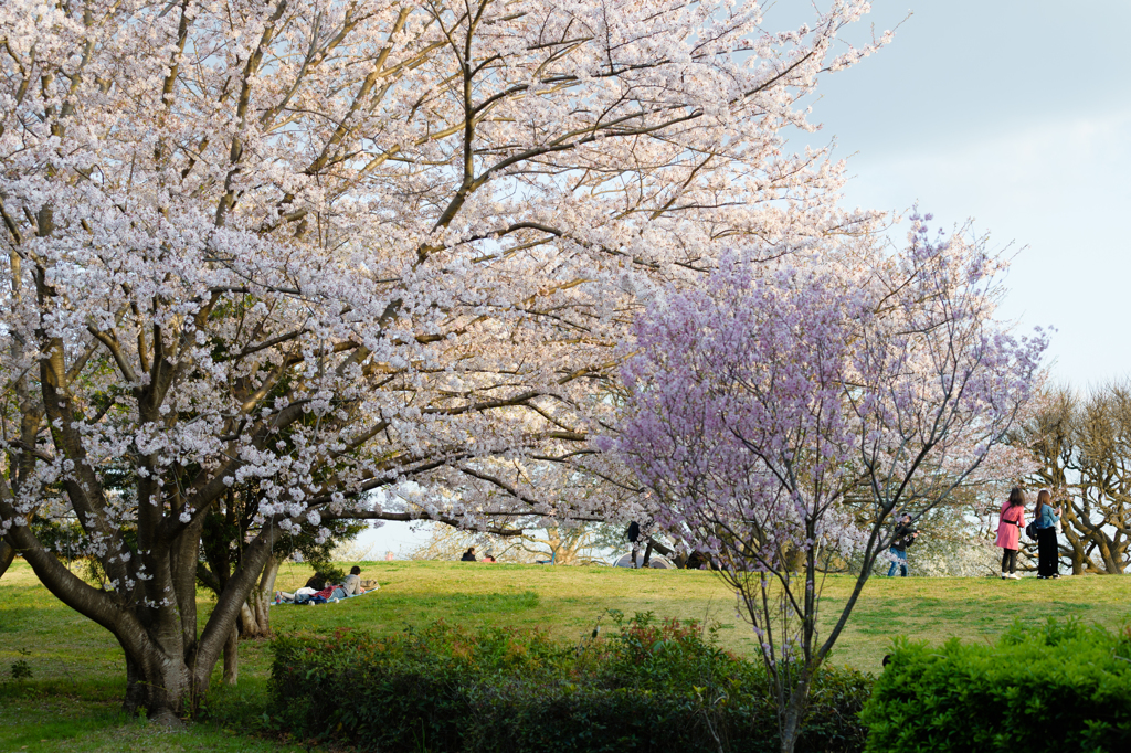 桜の下で遊べ！１