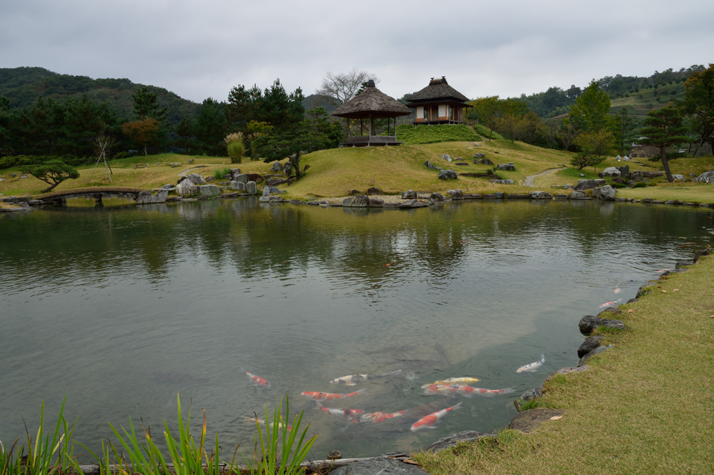 こんなに集まったぞ！池の鯉