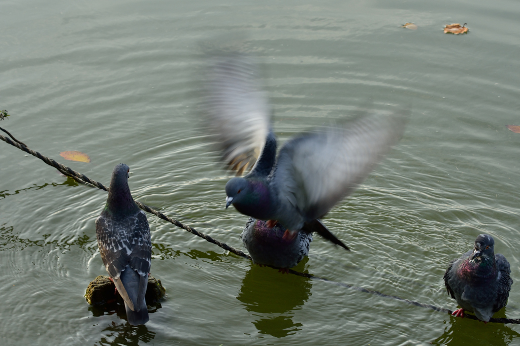 千葉公園の秋の鳥たち３
