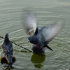 千葉公園の秋の鳥たち３