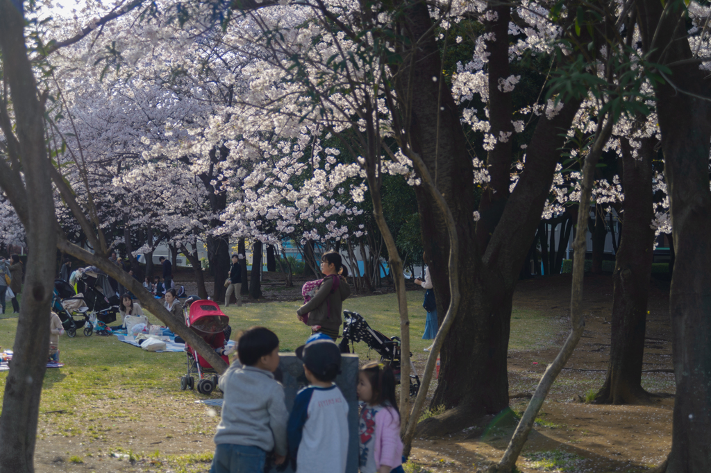 桜の下で遊べ！２