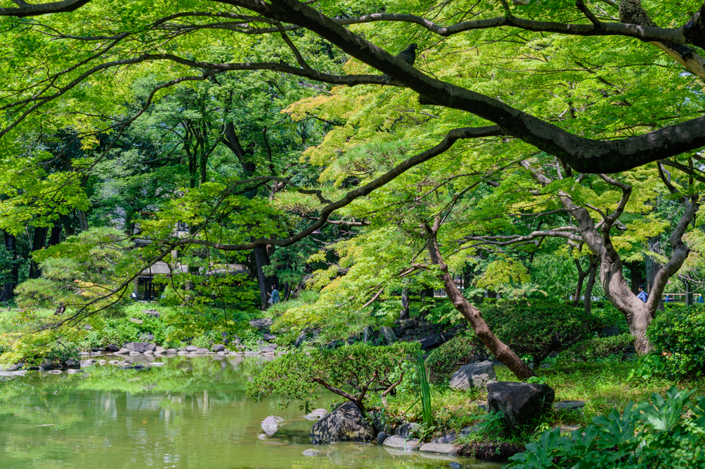 緑の園１