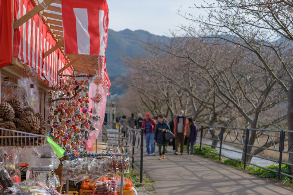 早く行き過ぎた河津桜まつり９
