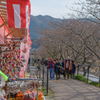 早く行き過ぎた河津桜まつり９