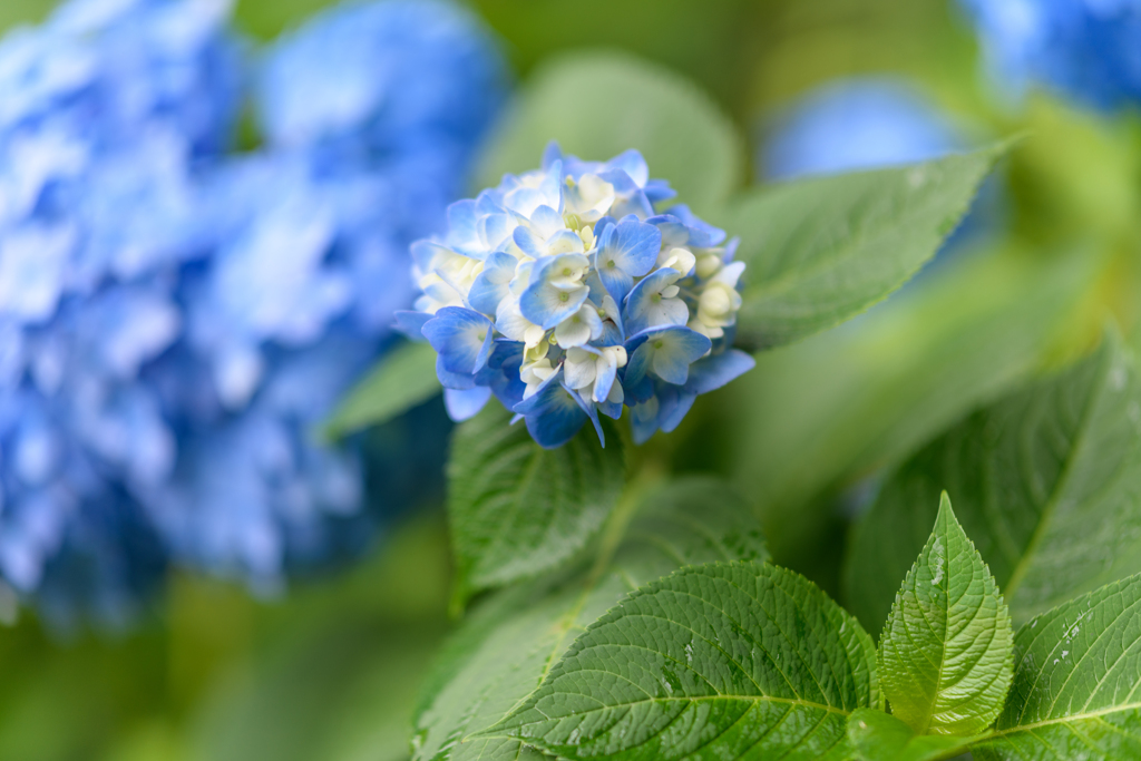 コロナ下の公園の花たち８