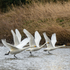 越辺川の白鳥１