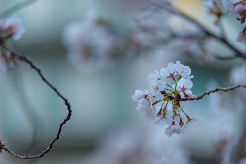 目黒川の桜５