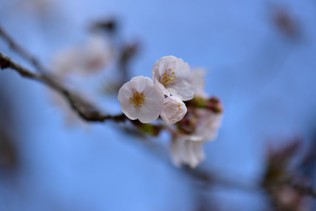 猪鼻城公園の桜３