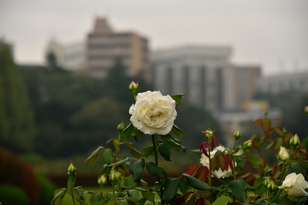 新宿御苑のバラ花壇８