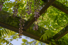 日比谷公園の藤５