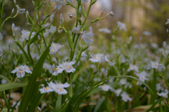気になる花２