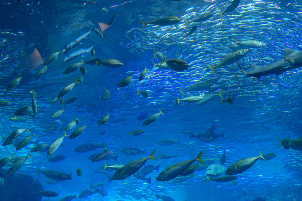 癒しの水族館５