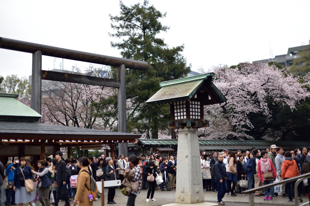 靖国神社の桜２